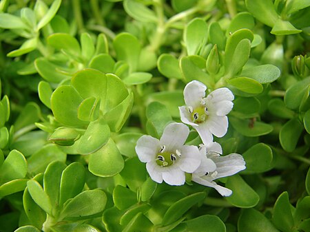 Bacopa