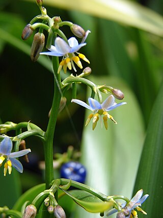 Fortune Salaire Mensuel de Dianella Combien gagne t il d argent ? 1 000,00 euros mensuels