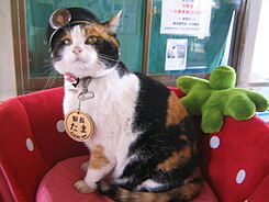 Station-Master Tama.JPG