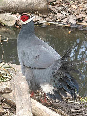 Afbeeldingsbeschrijving Stavenn Crossoptilon auritum 00.jpg.