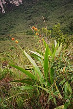 Miniatura para Rapateaceae