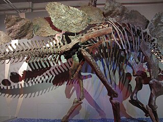 Stegosauruksen kilvet.