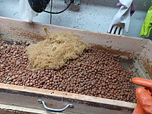 A root ball and the growing medium required to grow a single plant. The medium will be washed and sanitized before being re-used. Stem root and clay.jpg