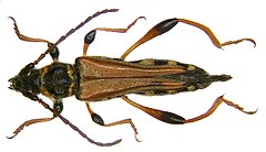 Stenopterus rufus (Linne, 1767) (3833121047).jpg