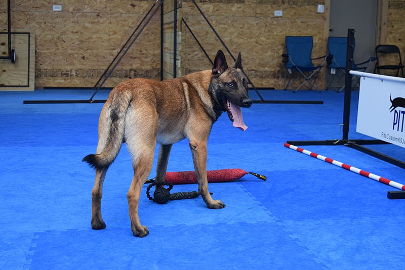 File:Steve Powell Dog Training Space.jpg