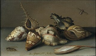Still Life with Shells and an Autumn Crocus