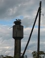 Stork' nest on the water tower in Aharodniki village - panoramio.jpg