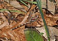 Stream Cruiser - Didymops transversa, Merrimac Farm Wildlife Management Area, Aden, Virginia.jpg