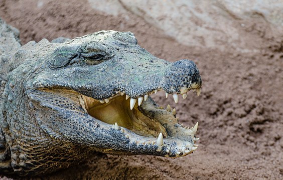 "Stumpfkrokodil_Bioparc_Fuengirola_01_2014.jpg" by User:Tuxyso