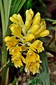 Calanthe densiflora