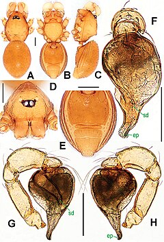 Description de l'image Sulaimania brevis (10.3897-zookeys.661.10677) Figure 27.jpg.