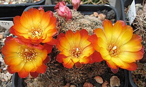 Sulcorebutia krugerae var. Krugerae RV105