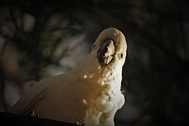 Sulphur-Crested Cockatoo.jpg