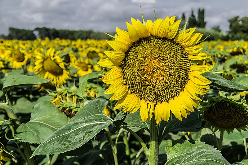 File:Sunflowers cultivated in Southern France 07.jpg