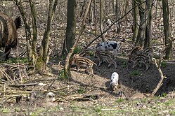 Wild boars - a favourite den