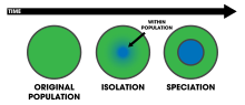 Thumbnail for Sympatric speciation