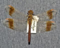 Sympetrum pedemontanum