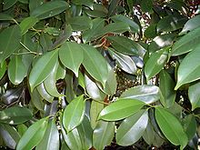 Listy Syzygium papyraceum.JPG