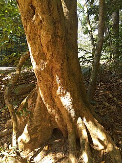 Syzygium tierneyanum 239615203.jpg