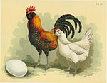 Tab49 chickens (poultry album, Jean Bungartz, 1885) .jpg