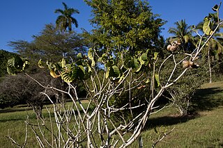 <i>Tabernaemontana apoda</i> Species of plant