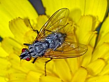 Tachinidae - Dinera carinifrons.JPG