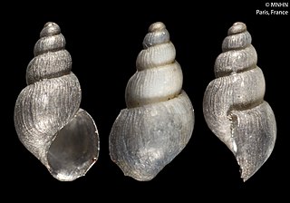 <i>Talassia</i> Genus of gastropods