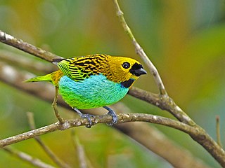 Gilt-edged tanager Species of bird