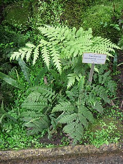 <i>Tectaria cicutaria</i> Species of fern