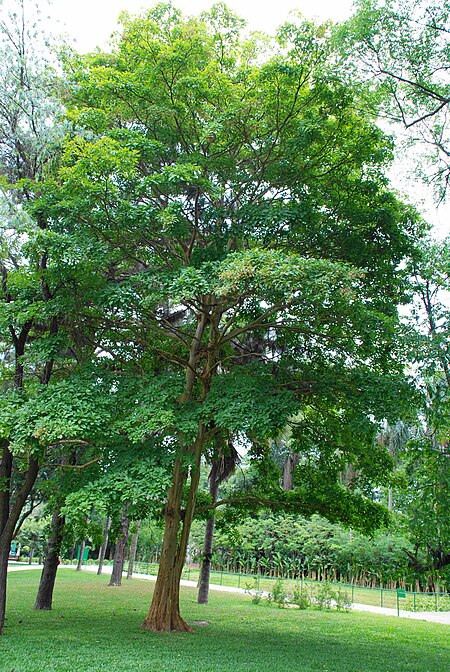 Terminalia kuhlmannii