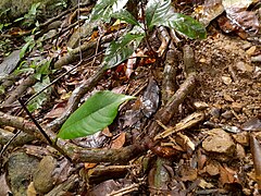 Leaf and stem