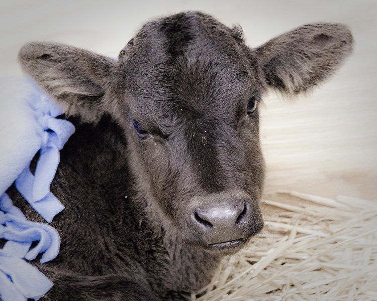 File:The Gentle Barn rescued calf 4 (5570268866).jpg