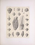 Miniatuur voor Bestand:The North American Crinoidea camerata (PLATE XXVII) (7401818690).jpg