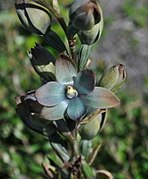 Thelymitra epipactoides