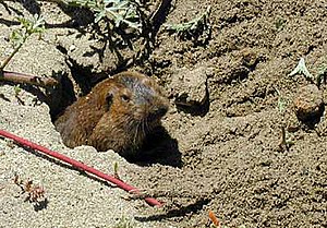 Mountain Pocket Rat