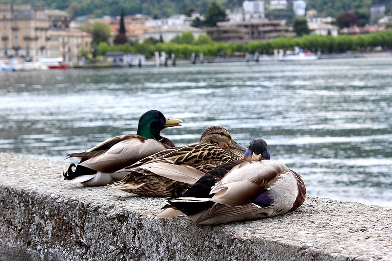 File:Three ducks Lake Como.jpg