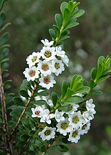 Thryptomene calycina.