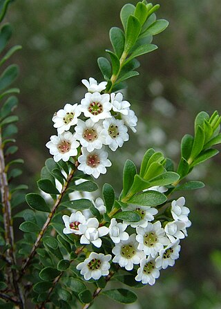 <i>Thryptomene calycina</i> Species of shrub