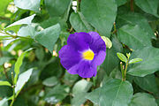 Thunbergia erecta Cát đằng đứng