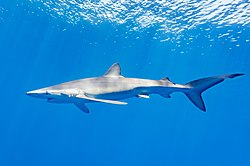 Tiburón azul (Prionace glauca), canal Fayal-Pico, islas Azores, Portugal, 2020-07-27, DD 31.jpg