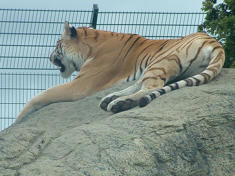 File:Tiger (IOW Zoo).jpg