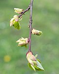 Thumbnail for File:Tilia americana (American Linden) (27101357581).jpg