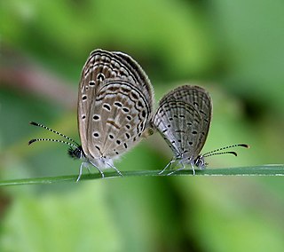 <i>Zizula</i> Butterfly genus in family Lycaenidae