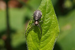 Tmarus rimosus