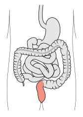 Tractus intestinalis rectum.svg