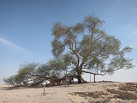 Tree of Life, Bahrain - ജീവന്റെ മരം, ബഹ്റൈൻ 01.JPG