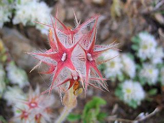 <i>Trifolium stellatum</i> Species of plant