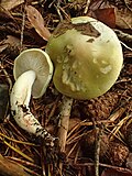 Thumbnail for Tricholoma rapipes