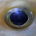 Triodon macropterus JNC2989 Eye.JPG