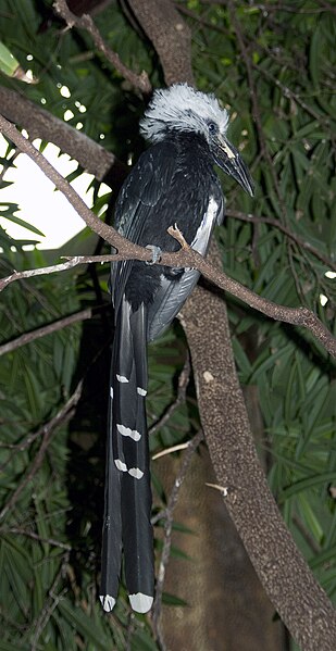 File:Tropicranus albocristatus -Central Park Zoo, New York, USA-8a.jpg